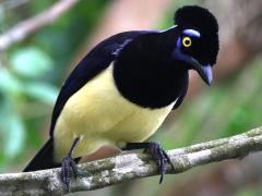 (Plush-crested Jay) head