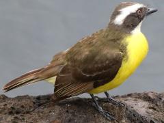 (Social Flycatcher) standing