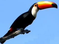 (Toco Toucan) perching