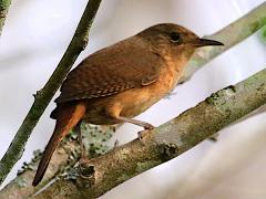 (Southern House Wren) profile