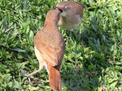 (Rufous Hornero) feeds