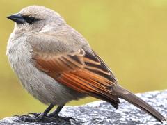 (Grayish Baywing) standing