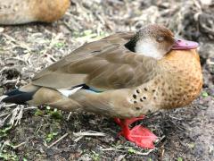 (Brazilian Teal) male