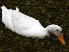 (Domestic Mallard) white