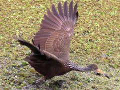 (Limpkin) takes off