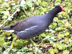 (Common Gallinule) walking