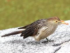 (Guira Cuckoo) feeding