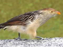 (Guira Cuckoo) walking