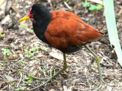 (Wattled Jacana) walking