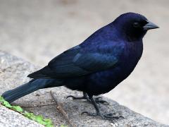 (Shiny Cowbird) male