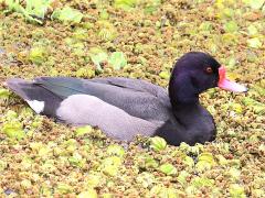 (Rosy-billed Pochard) male