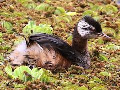 (White-tufted Grebe) swims