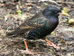 (European Starling) walking