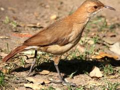 (Rufous Hornero) walking