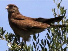 (Chimango Caracara) perching