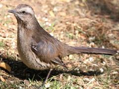 (Chilean Mockingbird) standing