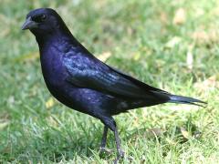 (Shiny Cowbird) male standing