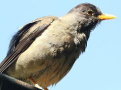 (Austral Thrush) magellanicus perching