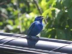 (Indigo Bunting) male sings