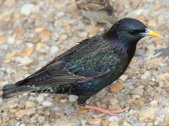 (European Starling) male