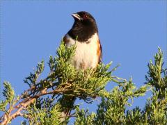 (Eastern Towhee) male perching