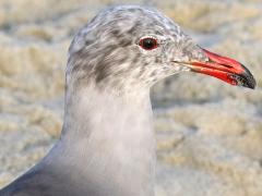 (Heermann's Gull) head