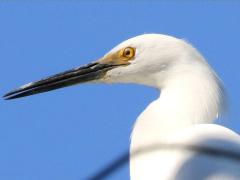 (Snowy Egret) standing