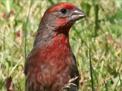 (House Finch) male