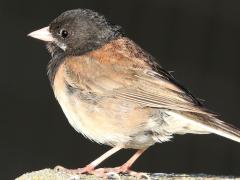 (Dark-eyed Junco) Oregon male