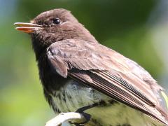 (Black Phoebe) calls