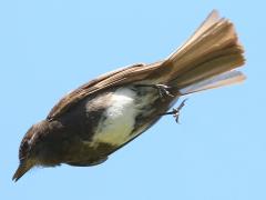 (Black Phoebe) lifts off