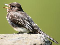 (Black Phoebe) singing