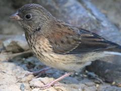 (Dark-eyed Junco) Oregon juvenile