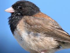 (Dark-eyed Junco) Oregon male