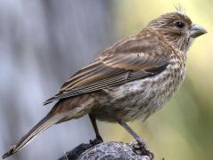 (House Finch) juvenile