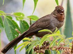 (California Towhee) calling