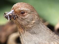 (California Towhee) feeding