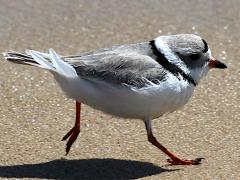 (Piping Plover) running