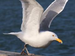 (Herring Gull) flaps