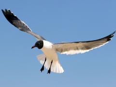 (Laughing Gull) landing