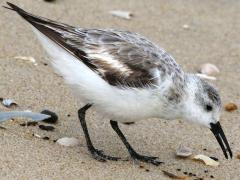 (Sanderling) forages