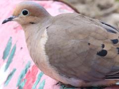 (Mourning Dove) perching