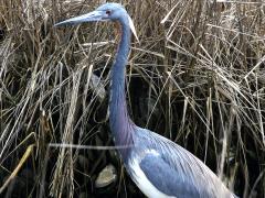 (Tricolored Heron) wading