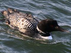 (Common Loon) swimming