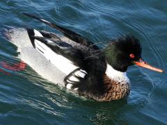 (Red-breasted Merganser) male