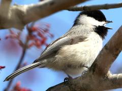 (Carolina Chickadee) lateral