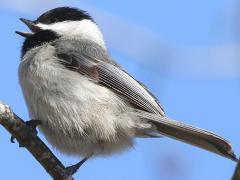 (Carolina Chickadee) rear