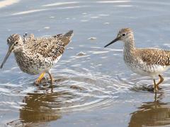 (Greater Yellowlegs and Lesser Yellowlegs)