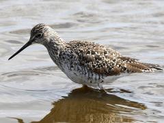 (Greater Yellowlegs) standing