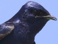 (Purple Martin) male sings